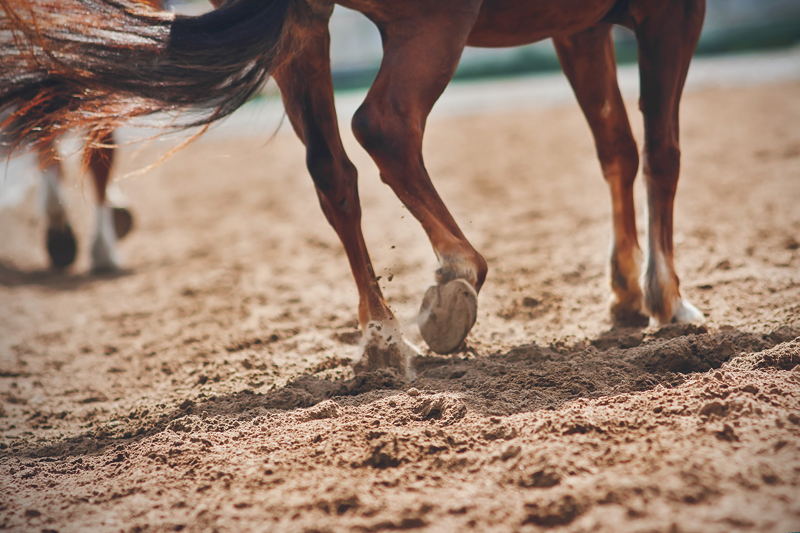 Horse hoof print on stabilized sand footing showing clean grip and zero deep sliding